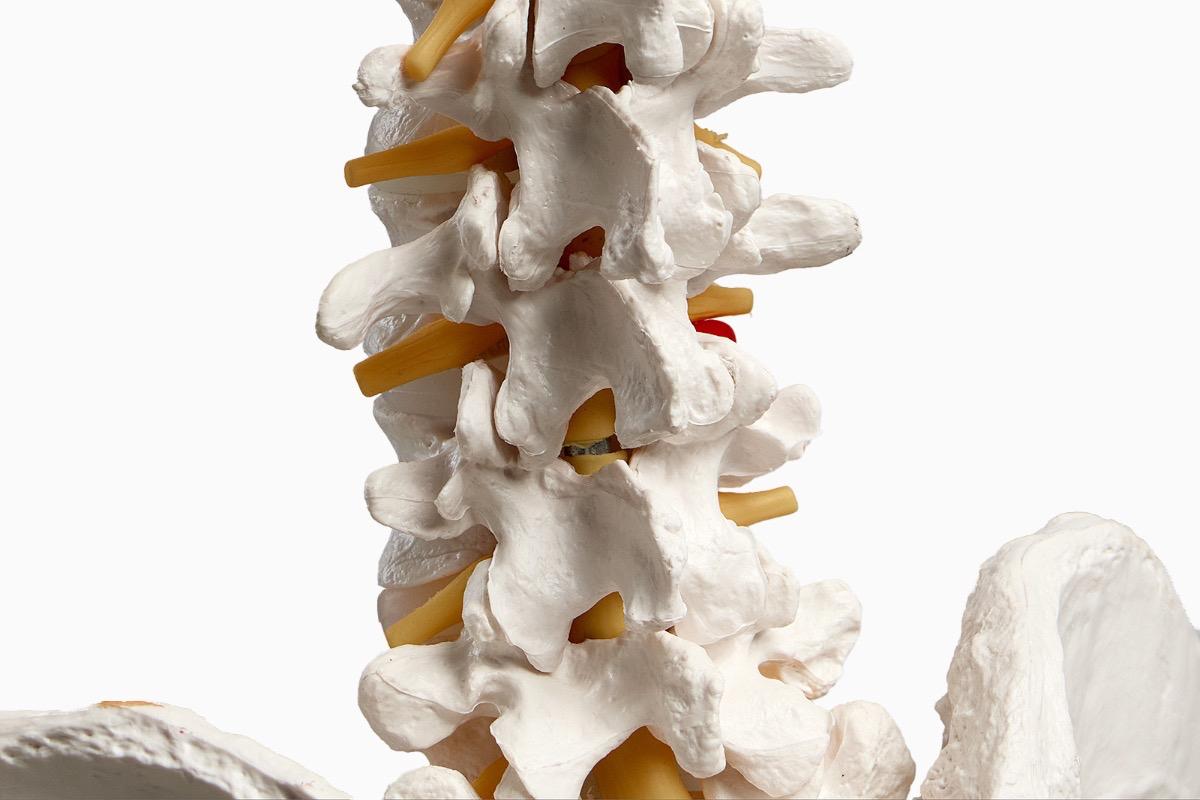 "Анатомическая модель скелета взрослого человека 170 см" - вид 5